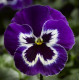 Віола Delta Pro F1 Violet & White, 25 шт, Syngenta