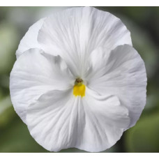 Віола Delta® F1 Speedy Clear White 25 шт, Syngenta