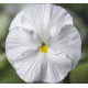 Віола Віттрока Delta® F1 Speedy Clear White 100 шт, Syngenta