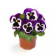 Віола Віттрока Delta® F1 Speedy Violet Face 500 шт, Syngenta