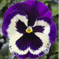 Віола Віттрока Delta® F1 Speedy Violet Face 500 шт, Syngenta