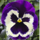 Віола Віттрока Delta® F1 Speedy Violet Face 500 шт, Syngenta