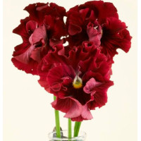 Виола Flamenco F1 Red