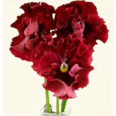 Виола Flamenco F1 Red