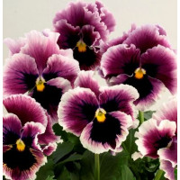 Виола Flamenco F1 Violet Ringled