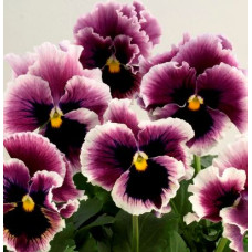 Виола Flamenco F1 Violet Ringled