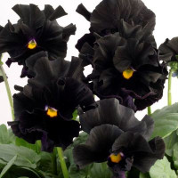 Виола Flamenco F1 Black Moon