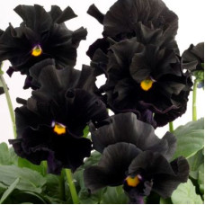 Виола Flamenco F1 Black Moon