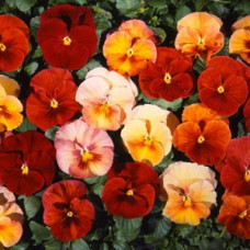 Виола Acquarelle Flambe F1 Terracotta Shades