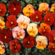 Виола Acquarelle Flambe F1 Terracotta Shades