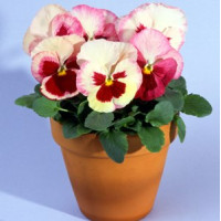 Виола Acquarelle Strawberry F1 Orchid