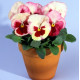 Виола Acquarelle Strawberry F1 Orchid