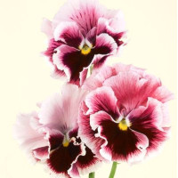 Виола Flamenco F1 Rose Tricolor