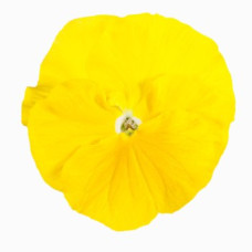 Виола Italia F1 Pure Yellow