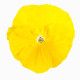 Виола Italia F1 Pure Yellow