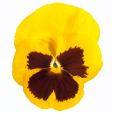 Виола Italia F1 Yellow with Blotch
