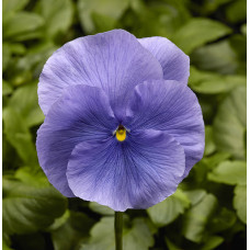 Виола Виттрока Fino F1 Light Blue