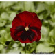 Виола Виттрока Fino F1 Red with Blotch