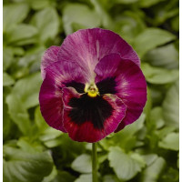 Віола Fino F1 Rose Fire, 100 шт, Syngenta