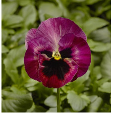 Віола Fino F1 Rose Fire, 25 шт, Syngenta
