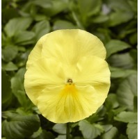 Виола Виттрока Fino F1 Clear Lemon