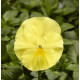 Виола Виттрока Fino F1 Clear Lemon