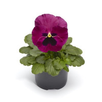 Виола Виттрока Fino F1 Rose with Blotch