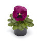Виола Виттрока Fino F1 Rose with Blotch