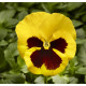 Віола Fino F1 Yellow with Blotch, 25 шт, Syngenta