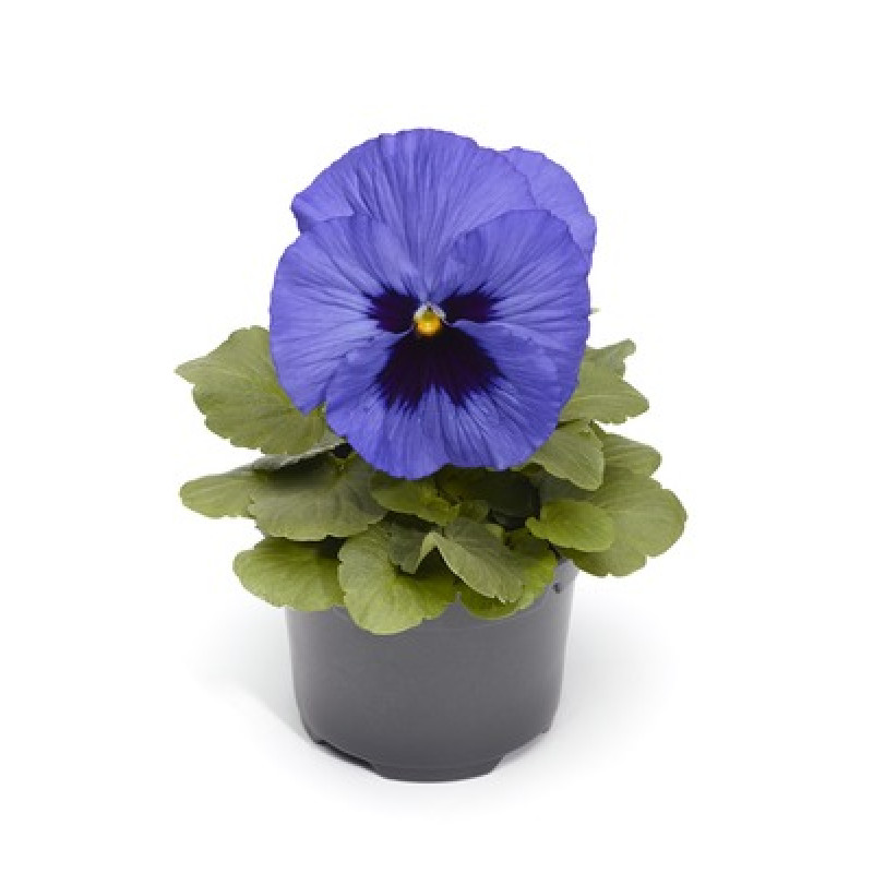 Віола Fino F1 Blue with Blotch, 100 шт, Syngenta