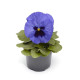 Віола Fino F1 Blue with Blotch, 100 шт, Syngenta