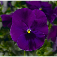 Виола Виттрока Fino F1 Violet