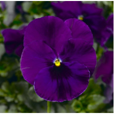 Виола Виттрока Fino F1 Violet