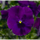 Виола Виттрока Fino F1 Violet