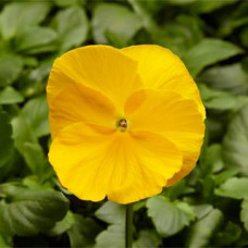 Виола Виттрока Fino F1 Clear Yellow
