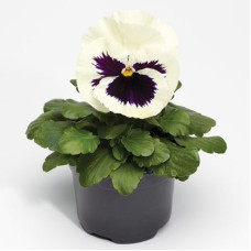 Віола Fino F1 White with Blotch, 25 шт, Syngenta