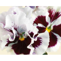 Виола Flamenco F1 White with Blotch