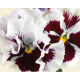 Виола Flamenco F1 White with Blotch