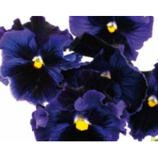 Виола Flamenco F1 Blue
