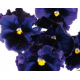 Виола Flamenco F1 Blue