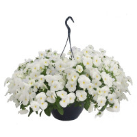  Віола ампельна Highflyer F1 White, 5 шт, Benary
