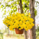 Віола ампельна Highflyer F1 Yellow, 5 шт, Benary