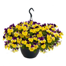 Віола ампельна Highflyer F1 Yellow Purple Wing, 5 шт, Benary