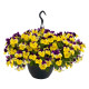 Віола ампельна Highflyer F1 Yellow Purple Wing, 25 шт, Benary