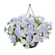Віола Highflyer F1 Blue Heaven, 500 шт, Benary