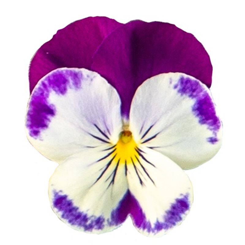 Віола ампельна Highflyer F1  Violet Face, 5 шт, Benary