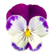 Віола ампельна Highflyer F1  Violet Face, 5 шт, Benary