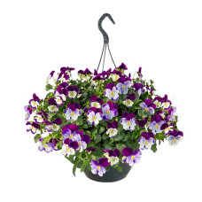  Віола ампельна Highflyer F1  Violet Face, 5 шт, Benary