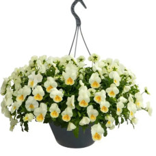  Віола ампельна Highflyer F1 Lemon Splash, 5 шт, Benary