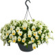 Віола ампельна Highflyer F1 Lemon Splash, 25 шт, Benary